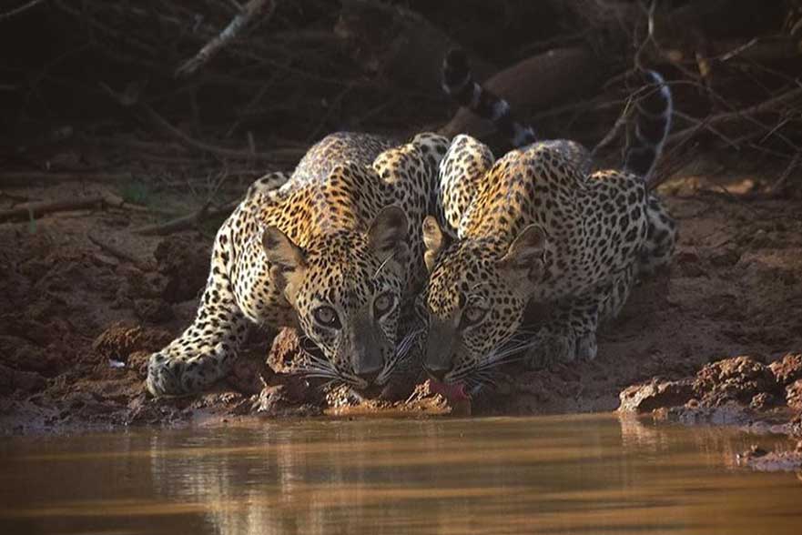 Sri Lanka Airport pick-up and Taxi Service