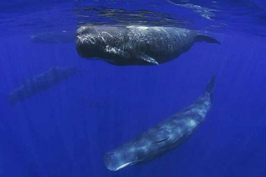 Sri Lanka Airport pick-up and Taxi Service