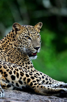 Wildlife and nature Sri Lanka